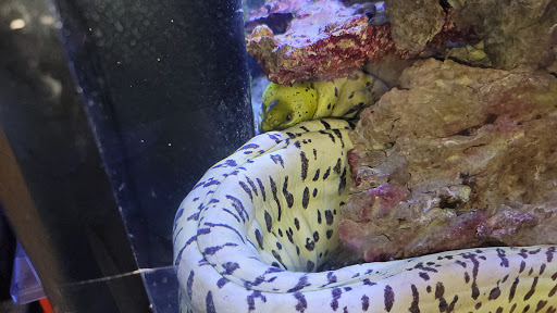 Pet Store «Moby Dick Pet Store Inc», reviews and photos, 3700 Sashabaw Rd, Waterford Twp, MI 48329, USA