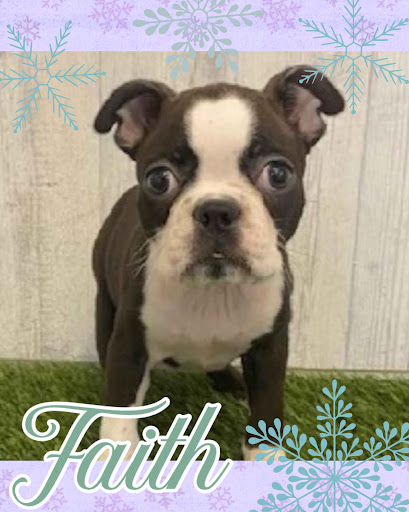 Pet Store «Pet Express», reviews and photos, 250 Granite St, Braintree, MA 02184, USA