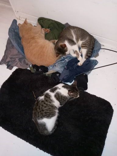 Pet Supply Store «Petco Animal Supplies», reviews and photos, 8111 W Broward Blvd, Plantation, FL 33324, USA