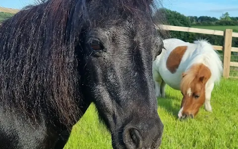 Pet Samaritans Animal Sanctuary image