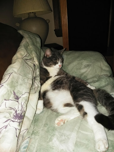 Pet Supply Store «Pet Needs Etc», reviews and photos, 5664 N Telegraph Rd, Dearborn Heights, MI 48127, USA