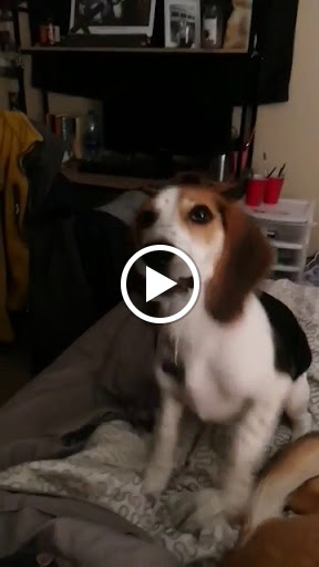 Pet Supply Store «Pet Pros», reviews and photos, 13402 Bothell Everett Hwy, Mill Creek, WA 98012, USA