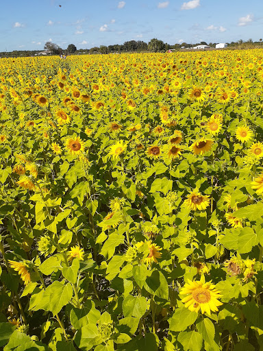 Nature Preserve «Scottsmoor Flatwoods Sanctuary East», reviews and photos, 6000 Magoon Ave, Mims, FL 32754, USA