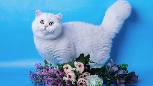 British shorthair Moscow