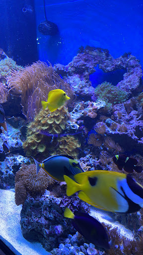 Pet Supply Store «Petco Animal Supplies», reviews and photos, 2241 Porter Creek Dr, Fort Worth, TX 76177, USA