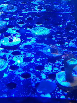 Treasures of the Sea - photo 100