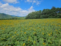 ひまわりGarden