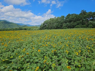 ひまわりGarden