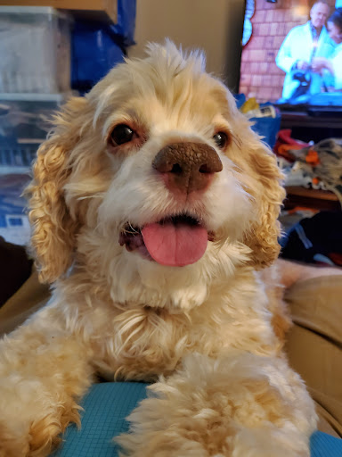 Pet Supply Store «Petco Animal Supplies», reviews and photos, 7303 Pinnacle Pkwy, Covington, LA 70433, USA