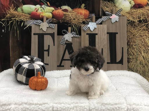 Pet Store «Happiness Is Pets Vi», reviews and photos, 616 E Roosevelt Rd, Lombard, IL 60148, USA