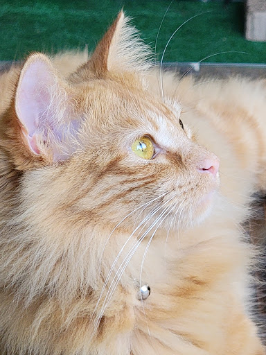 Pet Supply Store «Petco Animal Supplies», reviews and photos, 8111 W Broward Blvd, Plantation, FL 33324, USA