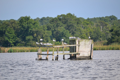 Boat Rental Service «Blackwater Paddle and Pedal Adventures», reviews and photos, 2524 Key Wallace Dr, Cambridge, MD 21613, USA