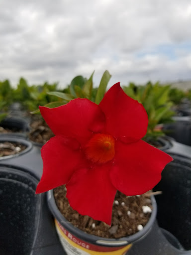 Landscape Designer «Santa Barbara Nursery», reviews and photos, 20425 SW 177th Ave, Miami, FL 33187, USA