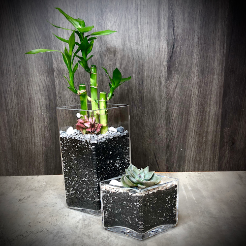 Lush Glass Door - Shop