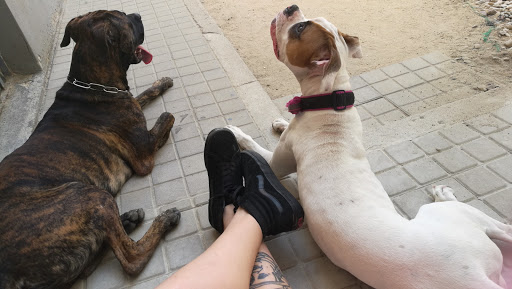 Centro Veterinario Virgen del Castañar en Madrid