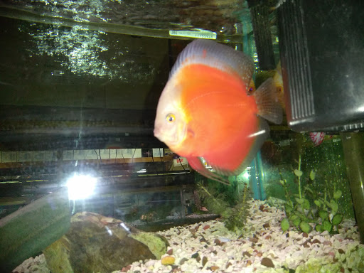 Pet Store «Aqualand Aquarium Center», reviews and photos, 5355 Chicago Ave, Minneapolis, MN 55417, USA