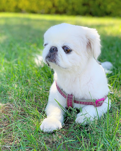 Pets on Broadway