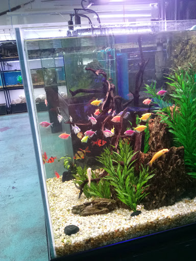 Fish Store «Aquatek Tropical Fish», reviews and photos, 8023 Burnet Rd # 1, Austin, TX 78757, USA