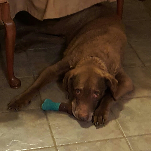 Pet Store «Southern Paws Pet Boutique», reviews and photos, 159 Church St, Charleston, SC 29401, USA