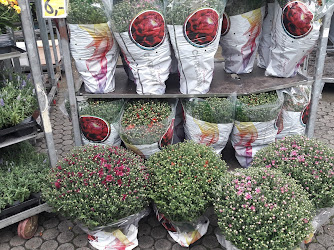 Blumen + Pflanzen Schnäppchenmarkt