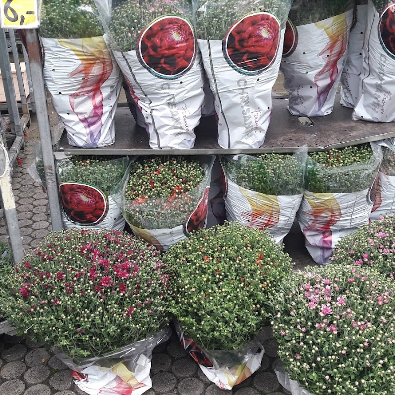 Blumen + Pflanzen Schnäppchenmarkt