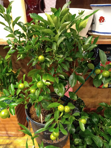 Florist «Sunshine Florist Inc.», reviews and photos, 946 1st Avenue, New York, NY 10022, USA