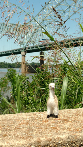 Museum «Mississippi River Museum», reviews and photos, 125 N Front St, Memphis, TN 38103, USA