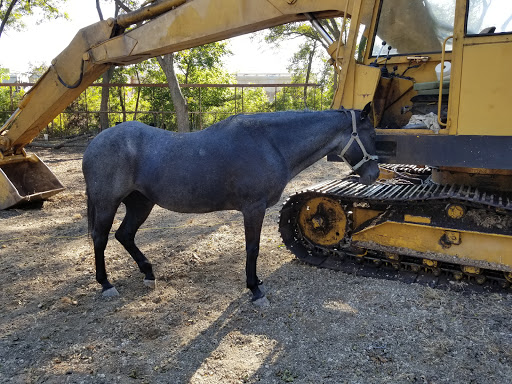 Wildlife Rescue Service «In-Sync Exotics», reviews and photos, 3430 Skyview Dr, Wylie, TX 75098, USA