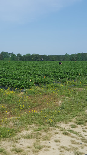 Fruit and Vegetable Store «Henley Farm», reviews and photos, 3513 Charity Neck Rd, Virginia Beach, VA 23456, USA