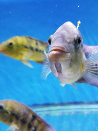 Aquarium «1st Class Aquarium», reviews and photos, 1167 Bay St, Staten Island, NY 10305, USA