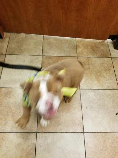 Pet Supply Store «PetSmart», reviews and photos, 2940 Chapel Hill Rd, Douglasville, GA 30135, USA