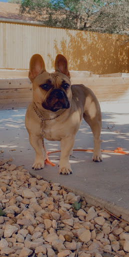 Pet Supply Store «Pet Pantry & Dog Wash», reviews and photos, 5148 Academy Blvd N, Colorado Springs, CO 80918, USA