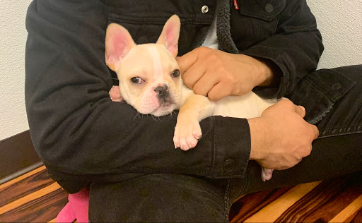 Pet Store «Furry Babies Inc», reviews and photos, 3340 Mall Loop Dr, Joliet, IL 60431, USA