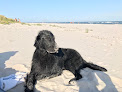 Allevamento Flat Coated Retriever Italia