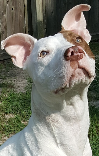 Pet Supply Store «The Hungry Puppy», reviews and photos, 1288 NJ-33, Farmingdale, NJ 07727, USA