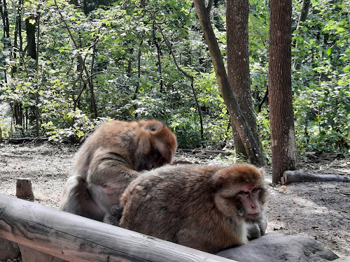 La Montagne des Singes à Kintzheim