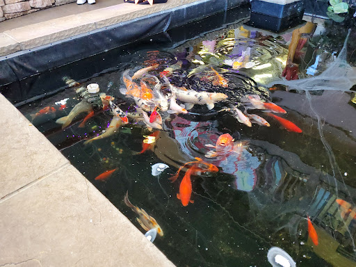 Pet Store «Pet Paradise Grooming», reviews and photos, 1115 Pueblo Blvd Way, Pueblo, CO 81005, USA