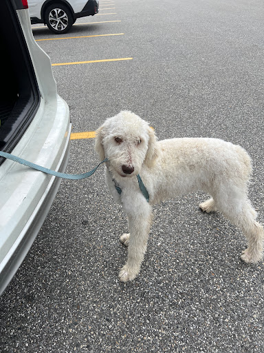 Pet Supply Store «Pet Supplies Plus», reviews and photos, 400 Lowell Ave Suite 14, Haverhill, MA 01832, USA