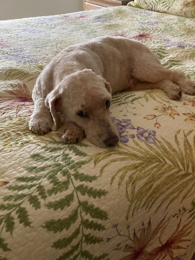 Ardmore Grooming Station