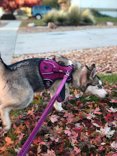 Park «Wildflower Park», reviews and photos, 980 Nolte Dr N, Colorado Springs, CO 80916, USA