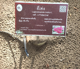 Phe Arboretum photo