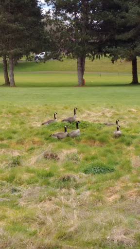Public Golf Course «Riverbend Golf Complex», reviews and photos, 2019 W Meeker St, Kent, WA 98032, USA