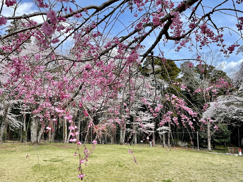 お花見広場