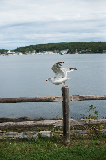 Aquarium «Maine State Aquarium», reviews and photos, 194 McKown Point Rd, West Boothbay Harbor, ME 04575, USA