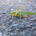 Photo n°6 de l'avis de Sebastian.e fait le 23/08/2020 à 19:08 sur le  Restaurant HASENHEIM à Sachsenheim