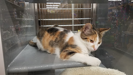 Pet Supply Store «PetSmart», reviews and photos, 1410 NE 23rd St, Pompano Beach, FL 33062, USA