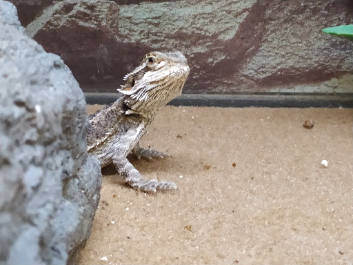 Pet Supply Store «Petco Animal Supplies», reviews and photos, 3246 N John Young Pkwy, Kissimmee, FL 34741, USA