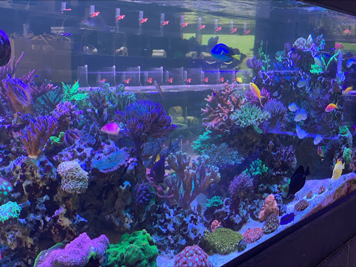 Tropical Fish Store «The Premium Aquarium», reviews and photos, 1875 25th St SE, Salem, OR 97302, USA