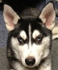 Four Paws Fence - Photo 8 - Car repair in Overland Park, KS, Overland Park