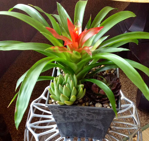 Florist «Guilford White House Florist», reviews and photos, 966 Boston Post Rd, Guilford, CT 06437, USA